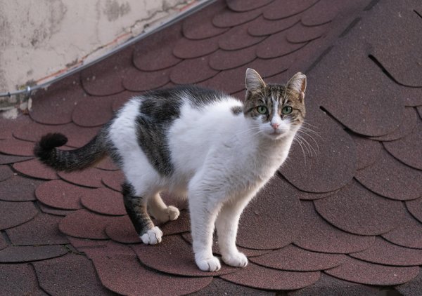 Top skills young rugby players must hone for thriving in uk leagues